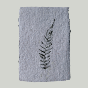 A6 - Varenzacht (Tijdelijk Uitverkocht)